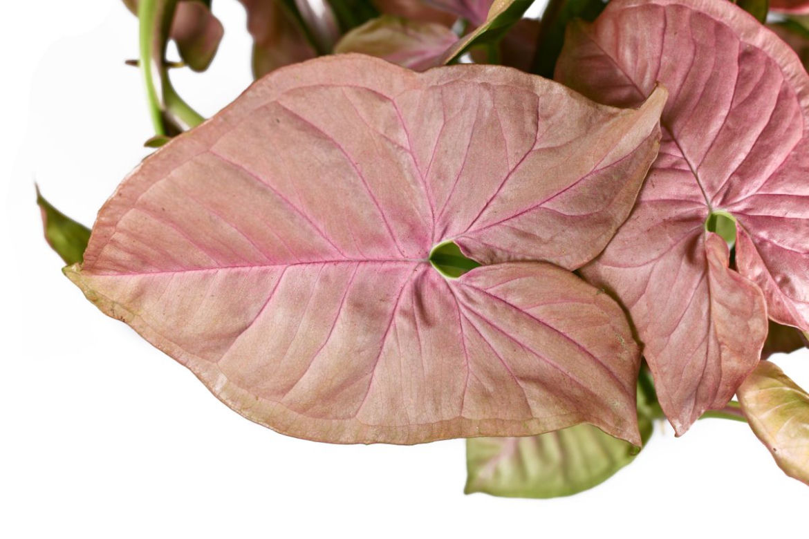Neonowe syngonium