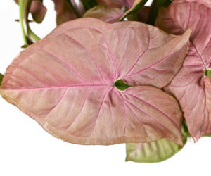 Syngonium 'Neon Robusta'
