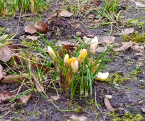 Pierwsze krokusy w Szczecinie