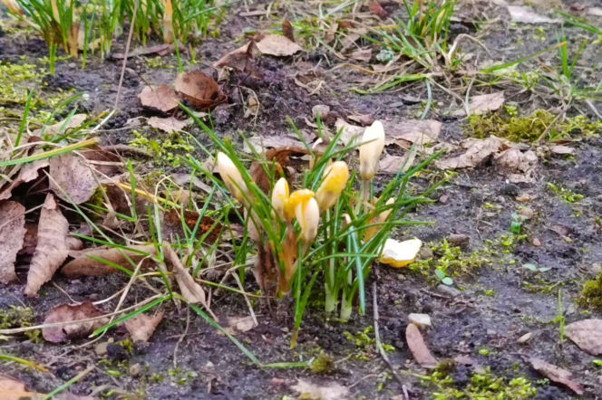 Pierwsze krokusy w Szczecinie