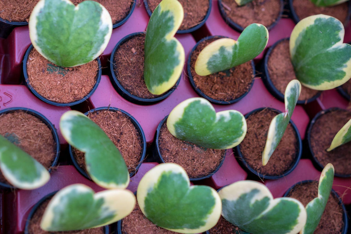Hoya kerrii