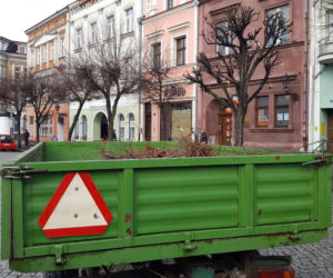 Drzewa na Rynku w Lesznie pod fachową opieką