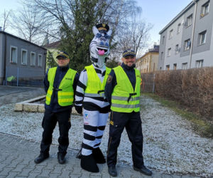 Zebra uczy dzieci przechodzić przez... zebrę