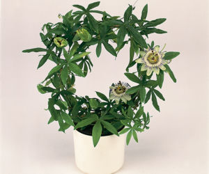 passiflora