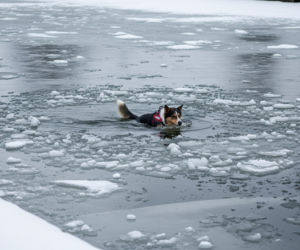 Pies wpadł pod lód w Nieporęcie. Czy akcja ratunkowa zakończyła się happy endem?