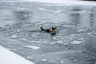 Pies wpadł pod lód w Nieporęcie. Czy akcja ratunkowa zakończyła się happy endem?