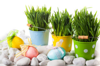 Chcesz mieć bujny, zielony owies na święta? Sekret tkwi w idealnym terminie siewu