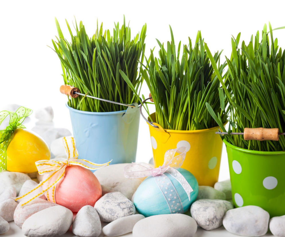 Kiedy siać owies wielkanocny, by ozdobił świąteczny stół?