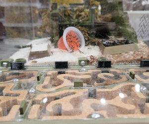 Egzotyczny świat zawitał do Bydgoszczy! Pająki i węże były na wyciągnięcie ręki