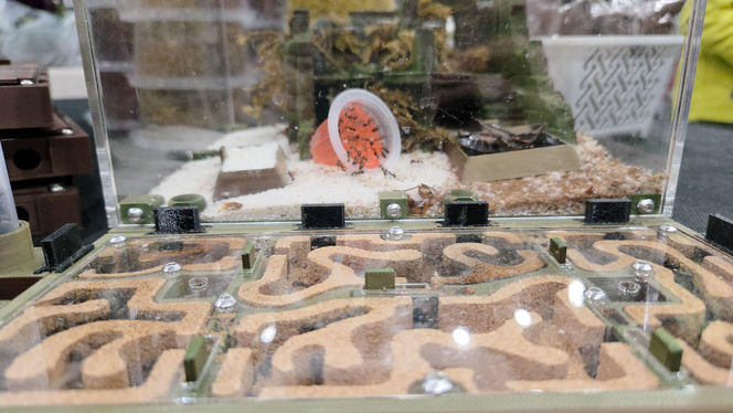 Egzotyczny świat zawitał do Bydgoszczy! Pająki i węże były na wyciągnięcie ręki