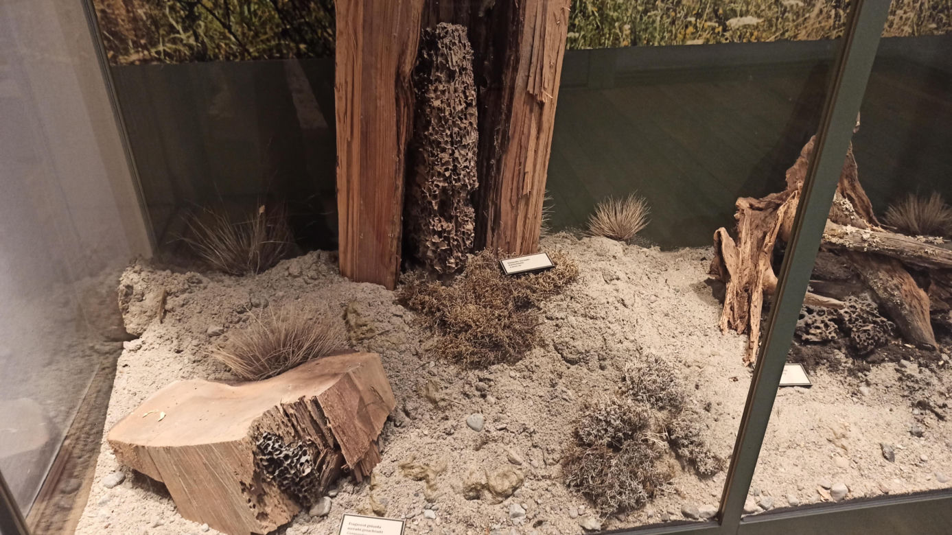 Muzeum Przyrody w Olsztynie. Poznajcie faunę oraz florę Warmii i Mazur