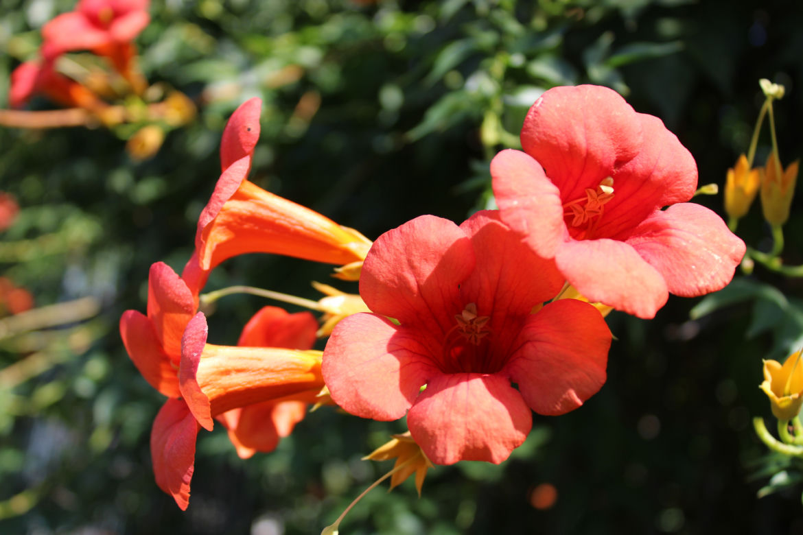 Milin amerykański (Campsis radicans)