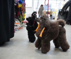 Międzynarodowa Wystawa Psów Rasowych Duo Cacib Kielce 2025