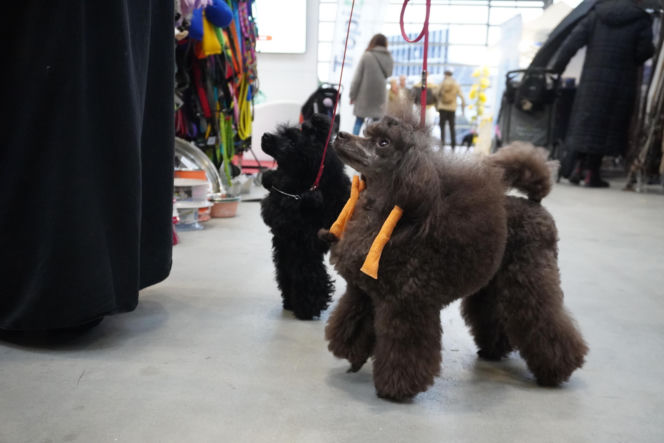 Międzynarodowa Wystawa Psów Rasowych Duo Cacib Kielce 2025