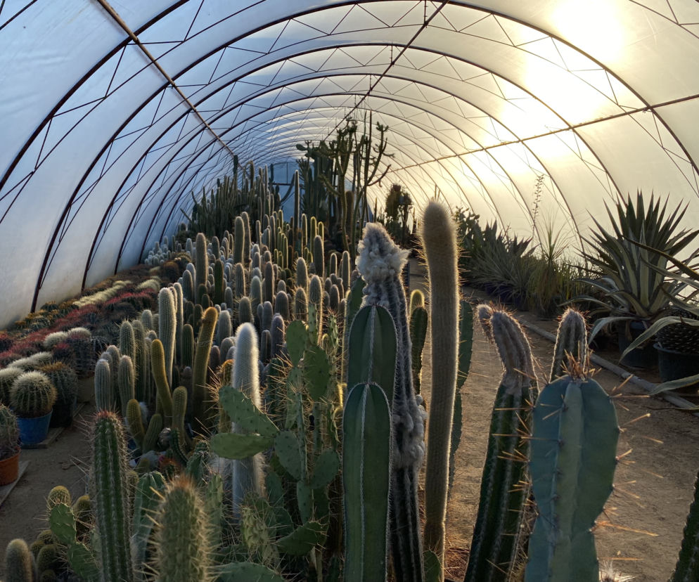 Cactusarium