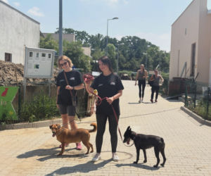 ESKA Summer City z wielką akcją we Wrocławiu! Ponad tona karmy trafiła do schroniska