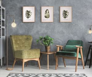 Monstera we wnętrzach