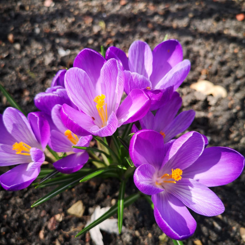 Miejski Ogród Botaniczny w Zabrzu