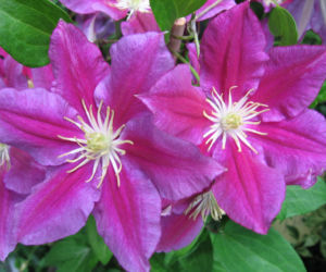 Powojnik ‘Hania’ 