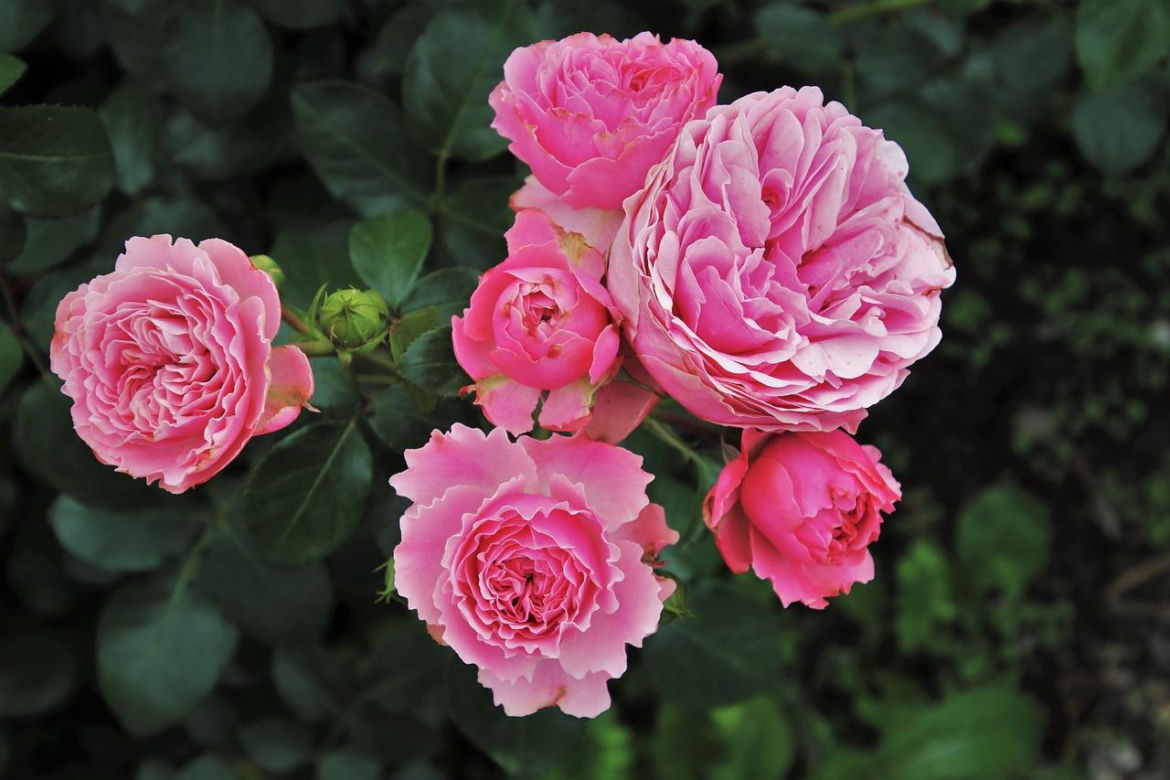 Kartki na Dzień Kobiet 2024 z życzeniami. Pobierz bezpłatną grafikę i wyślij mamie, babci i ukochanej [8.03.2024]