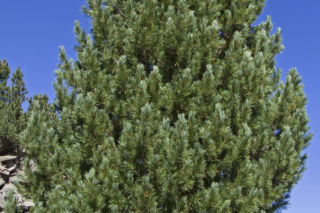 Sosna limba - Pinus cembra