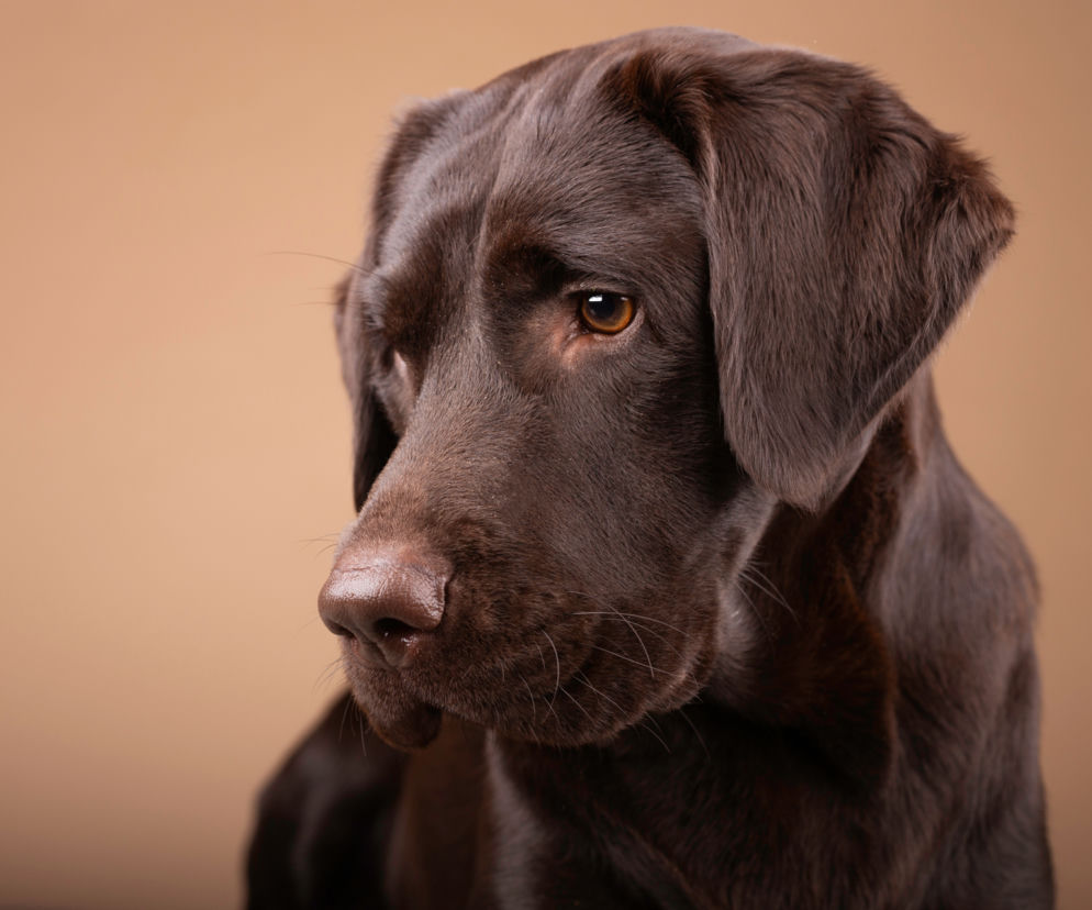 Labrador 