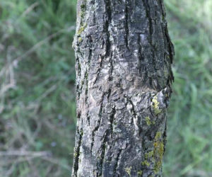 Zuzia z koleżanką powiesiły się na wierzbie. Jakie tajemnice śmierci dziewczynek zdradziła sekcja? 
