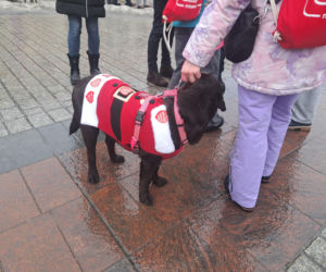 34. finał WOŚP w Krakowie. Golden Retrievery na Rynku Głównym
