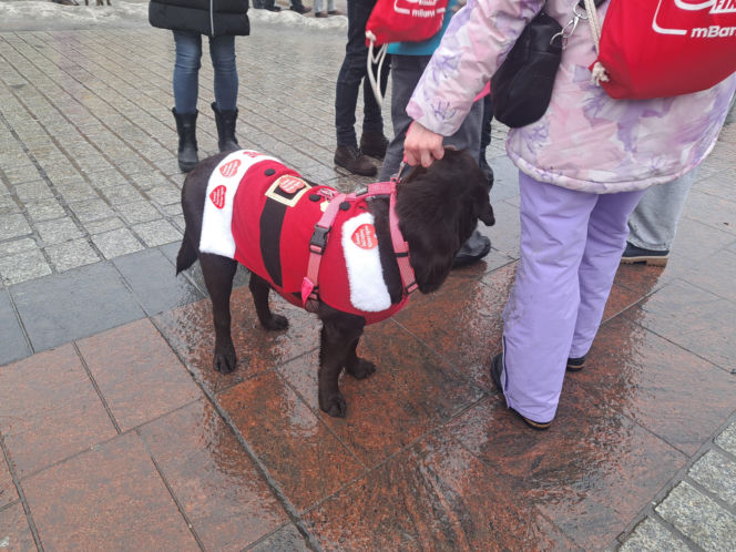 34. finał WOŚP w Krakowie. Golden Retrievery na Rynku Głównym