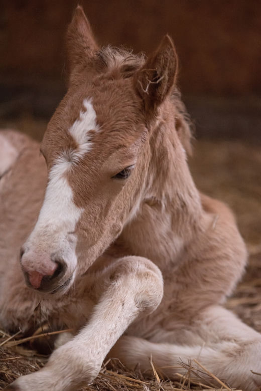 Haflinger