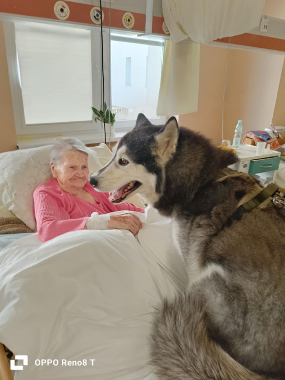Dogoterapia w starachowickim ZOL-u. Czworonożnym terapeutą jest uroczy Hachi