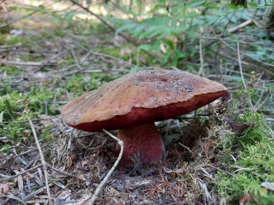 Borowik ceglastopory już pojawił się w starachowickich lasach