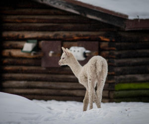 Biały jak śnieg samczyk alpaki urodził się w Warszawie