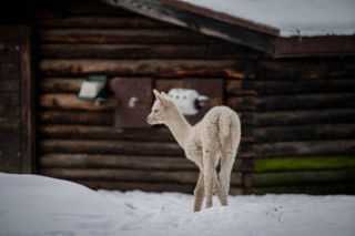 Biały jak śnieg samczyk alpaki urodził się w Warszawie
