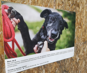 Zwierzaki z portretów czekają na adopcję