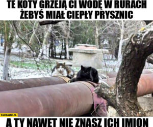 Dzień Kota 2021. Rasowe, dachowce, małe i duże. Dziś KOTY mają swoje święto [MEMY]