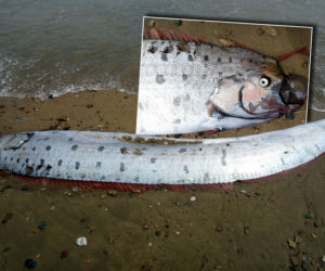 Złowieszczy znak pojawił się na plaży. Zwiastuje kataklizmy