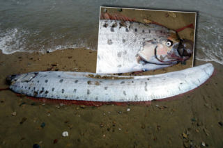 Złowieszczy znak pojawił się na plaży. Zwiastuje kataklizmy