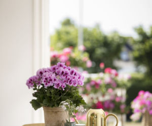 Pelargonia angielska w ceramicznej donicy