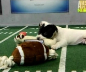 Szczeniaczki walczą o Super Bowl 