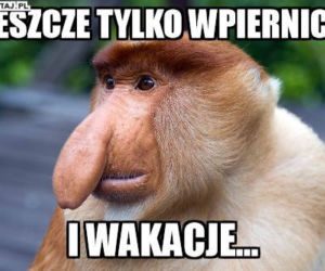 Najlepsze memy z okazji zakończenia roku szkolnego! 