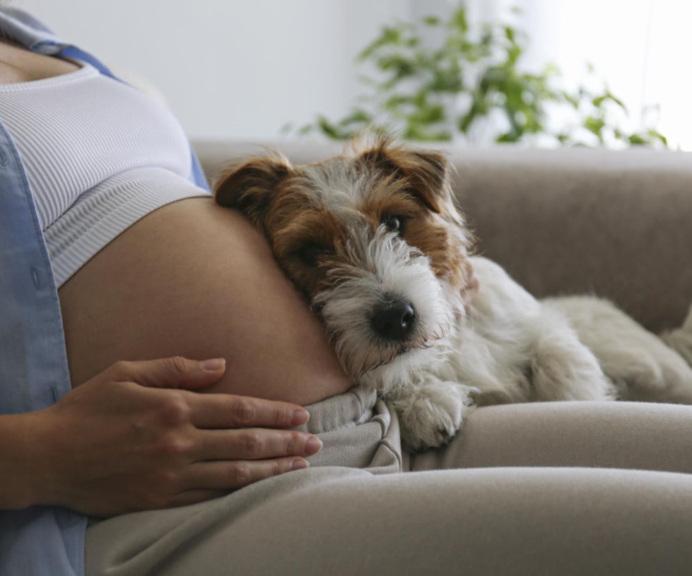 Ciężarna kobieta leżąca na kanapie z psem typu Jack Russell Terrier, który opiera głowę na jej brzuchu. Delikatny gest dłoni na brzuchu symbolizuje troskę o zdrowie w ciąży, o którym możesz przeczytać na portalu Poradnik Zdrowie.