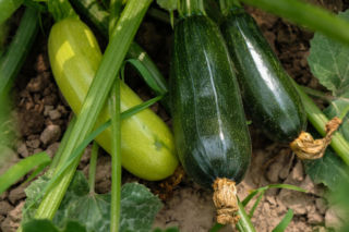 Cukinia - Cucurbita pepo var. giromontiina