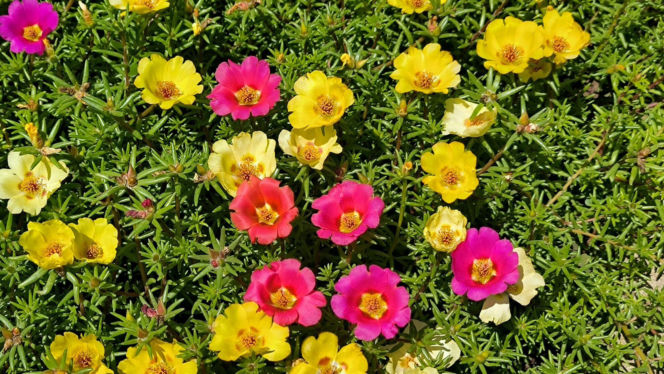 Portulaka wielkokwiatowa