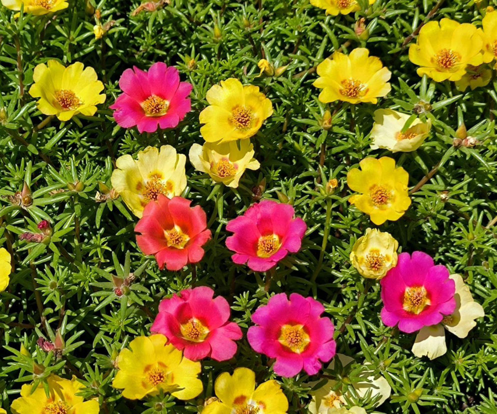 Jakie kwiaty będą królować na naszych balkonach w 2026 roku?