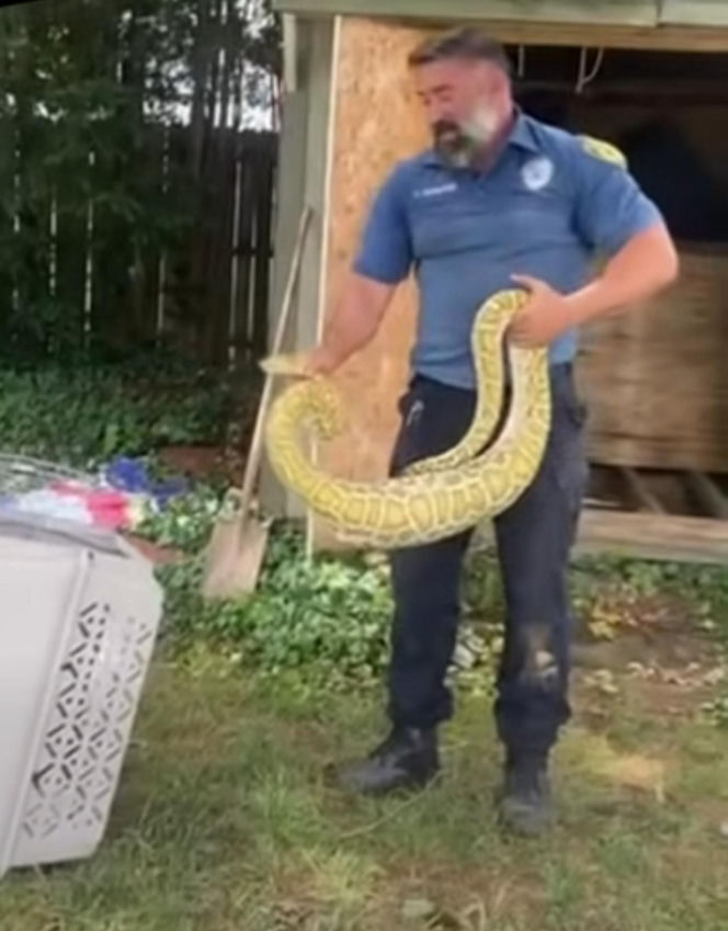 Gigantyczny pyton znaleziony pod szopą. Miał opuchnięty brzuch, zrobili mu rentgena
