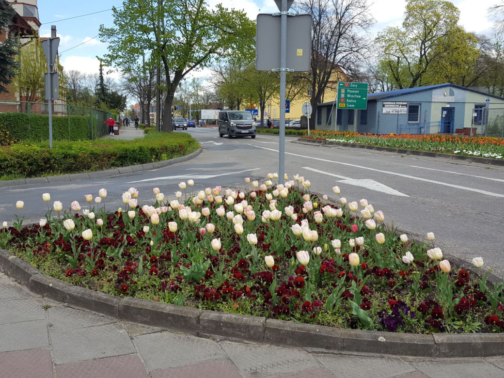 Dawno w Lesznie nie było tak kolorowo! Kwitną tulipany, bratki i stokrotki