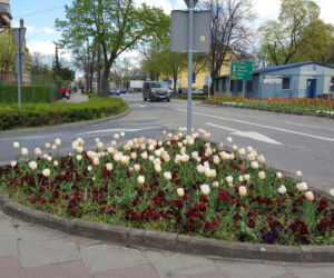 Dawno w Lesznie nie było tak kolorowo! Kwitną tulipany, bratki i stokrotki