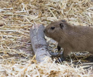 We wrocławskim zoo urodziły się kapibary