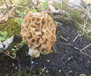 Smardze – leśna arystokracja